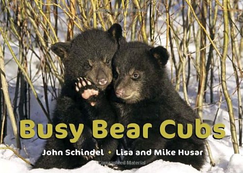 Busy Bear Cubs   2009 9781582463025 Front Cover