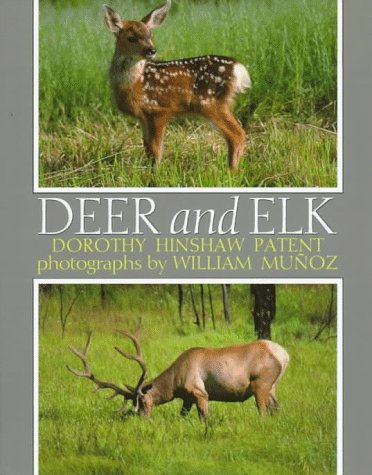 Deer and Elk   1994 (Teachers Edition, Instructors Manual, etc.) 9780395520031 Front Cover
