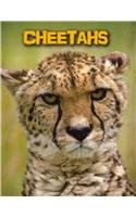 Cheetahs:   2014 9781432981051 Front Cover
