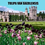 Tulipa Van Baerlensis  N/A 9781482752069 Front Cover