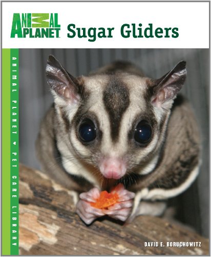 Sugar Gliders   2012 9780793837113 Front Cover