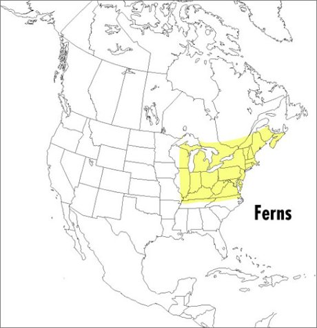 Field Guide to Ferns and Their Related Families Northeastern and Central North America with a Section on Species Also Found in the British Isles and Western Europe  1999 9780395975121 Front Cover