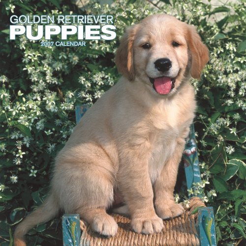 Golden Retriever Puppies 2007  2006 9781421607160 Front Cover