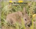 Wild Rabbit  N/A 9780399207303 Front Cover