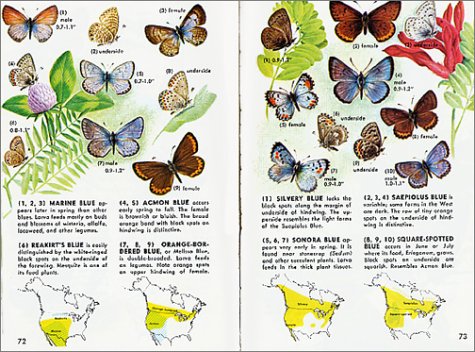 Butterflies and Moths A Fully Illustrated, Authoritative and Easy-To-Use Guide Revised  9781582381367 Front Cover