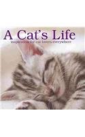 A Cat's Life:  2010 9781445404561 Front Cover