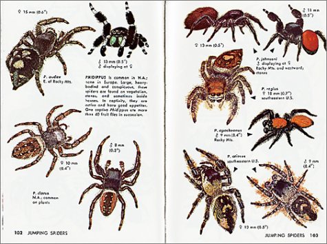 Spiders and Their Kin A Fully Illustrated, Authoritative and Easy-To-Use Guide Revised  9781582381565 Front Cover