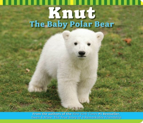 Knut The Baby Polar Bear  2008 9780545061575 Front Cover