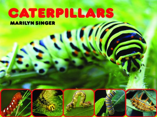 Caterpillars   2010 9780979745577 Front Cover