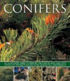 Conifers An Illustrated Guide to Varieties, Cultivation and Care, with Step-By-Step Instructions and over 160 Beautiful Photographs  2013 9781780192635 Front Cover