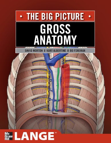 Gross Anatomy: the Big Picture   2011 9780071476720 Front Cover