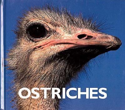 Ostriches   1997 9781567662740 Front Cover