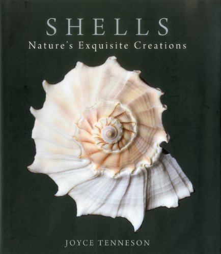 Shells Nature's Exquisite Creations  2011 9780892729760 Front Cover