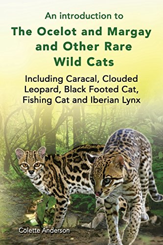 An introduction to The Ocelot and Margay and Other Rare Wild Cats Including Caracal, Clouded Leopard, Black Footed Cat, Fishing Cat and Iberian Lynx 1st 9781909820777 Front Cover