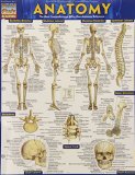 Anatomy - Reference Guide (8. 5 X 11) A QuickStudy Reference Tool N/A 9781423222781 Front Cover