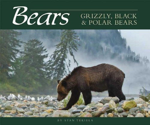 Bears: Grizzly, Black & Polar Bears  2013 9781591933786 Front Cover