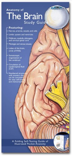 Anatomical Chart Company's Illustrated Pocket Anatomy: Anatomy of the Brain Study Guide  2nd 2008 (Revised) 9780781776837 Front Cover
