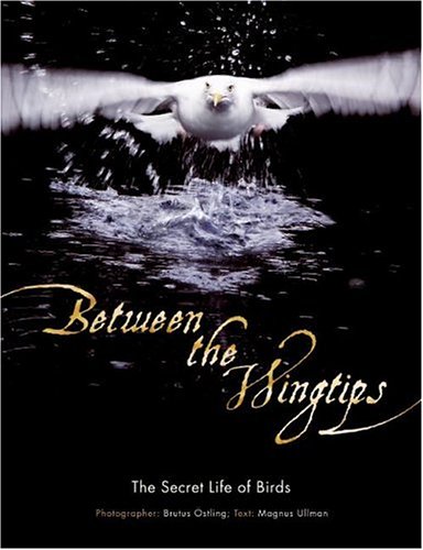 Between the Wingtips The Secret Life of Birds N/A 9780061136856 Front Cover
