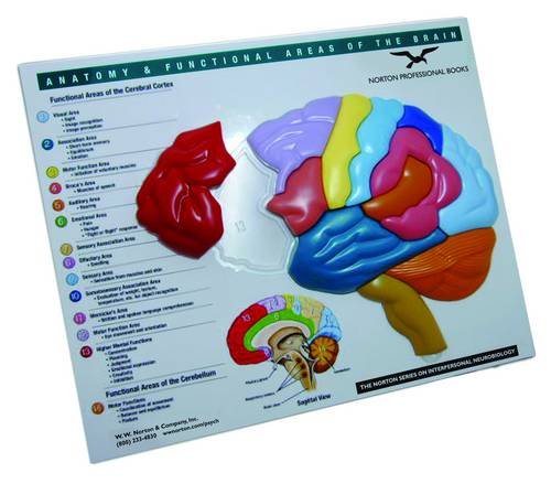 Anatomy and Functional Areas of the Brain   2009 9780393732894 Front Cover