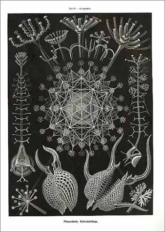 Art Forms in Nature The Prints of Ernst Haeckel  2008 9783791319902 Front Cover