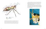 Insects: Their Natural History and Diversity With a Photographic Guide to Insects of Eastern North America cover art