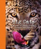 Big Cats In Search of Lions Leopards Cheetahs and Tigers 2012 9780500650042 Front Cover