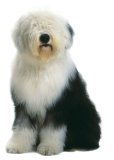 Legacy of the Dog The Ultimate Illustrated Guide Revised and Updated, 2nd Edition 2nd 9780811851138 Front Cover
