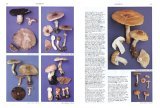 Mushrooms and Other Fungi of North America  9781554071159 Front Cover