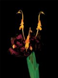 Botanica Magnifica Portraits of the World's Most Extraordinary Flowers and Plants  9780789210333 Front Cover