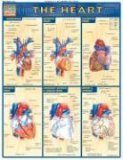Heart QuickStudy Laminated Reference Guide  9781572225374 Front Cover