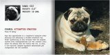 Pug Mugs Hardcover Book Good Pugs Gone Bad  9781595434395 Front Cover