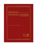 Anatomy of Domestic Animals Systemic and Regional Approach