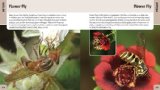 500 Insects A Visual Reference  9781554073450 Front Cover