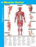 Muscular System Sparkcharts: 2014 9781411470576 Front Cover