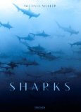 Michael Muller. Sharks  9783836553599 Front Cover