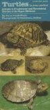 Turtles in Your Pocket A Guide to Freshwater and Terrestrial Turtles of the Upper Midwest  9781609380618 Front Cover