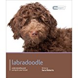 Labradoodle 2013 9781906305734 Front Cover