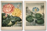 Robert John Thornton: the Temple of Flora  9783822852736 Front Cover