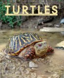 Turtles  cover art