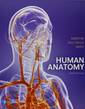 Human Anatomy: 