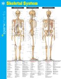 Skeletal System Sparkcharts: 2014 9781411470804 Front Cover