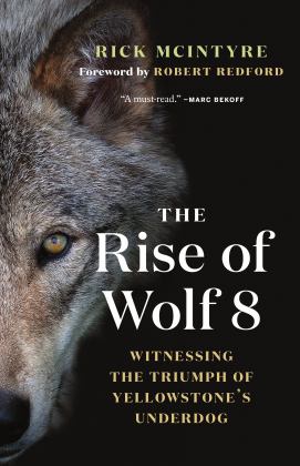 Rise of Wolf 8 Witnessing the Triumph of Yellowstone's Underdog  9781771647809 Front Cover