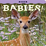 Deer Babies 2013 9781560370833 Front Cover