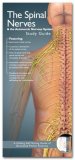 Anatomical Chart Company's Illustrated Pocket Anatomy: the Spinal Nerves and the Autonomic Nervous System Study Guide  cover art