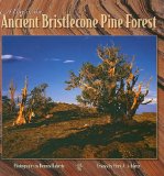 Day in Ancient Bristlecone Pine Forest 2008 9780944197851 Front Cover