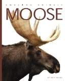Amazing Animals: Moose 2012 9780898126969 Front Cover